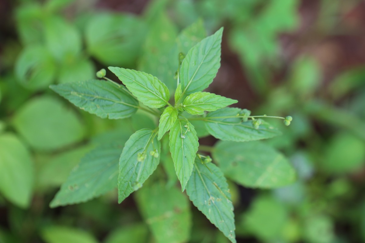 Micrococca mercurialis (L.) Benth.